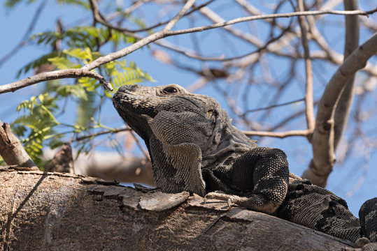 Close up shoot of a Garrobo Iguana on a tree branch near the ruins of Tulum Mexico