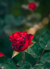 Obraz premium Rose