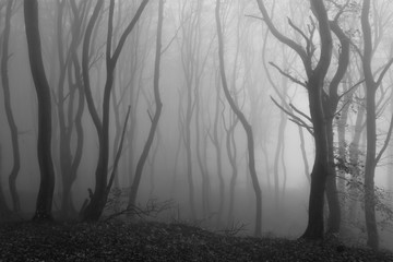mystic fog forest, black and white, haunted woods