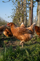 Nahaufnahme von Hühnern auf einer Obstplantage