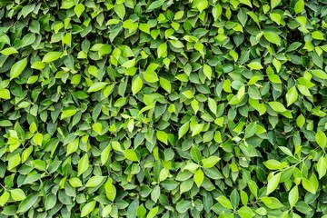 Fototapeta na wymiar Beautiful green leaves on the wall