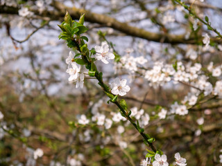 wenige Kirschblüten im Frühling