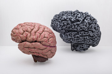 dwa mózgi