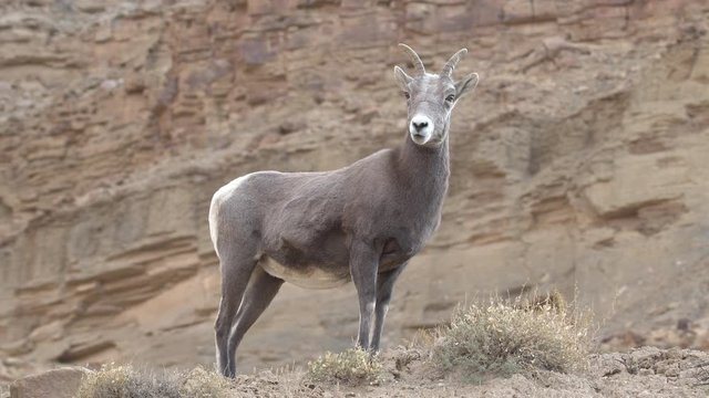 Bighorn sheep ewe standing on hill top as background moves while moving around.