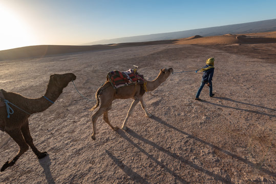 Camels walking in Sahara desert in hot day