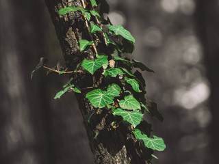 Green ivy growing on a thin tree