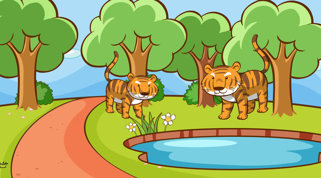 Scene with tigers in forest