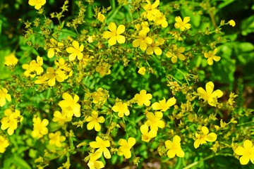 Obraz premium Beautiful yellow flowers in a forest clearing.