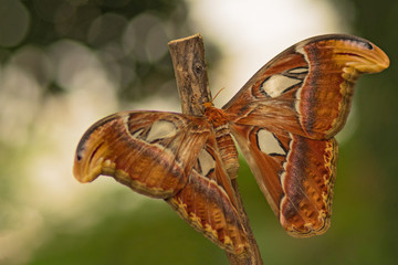 A large night butterfly, giant satin, attack satin, on a blurred green background.