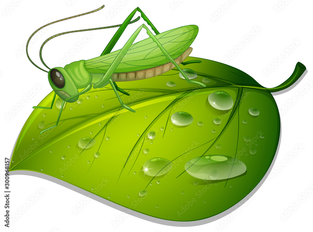 Sticker Grasshopper on green leaf on white background