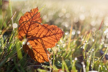 Beautiful golden maple leaf fallen in the grass. Morning dew in autumnal faded grass
