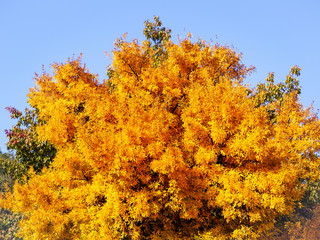 Fototapeta premium Big yellow tree in early autumn