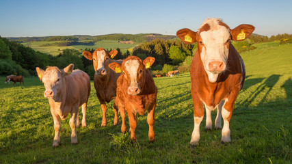 cows on the field looking at camera in beautiful evening light 