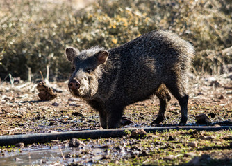 Javelina kneeling