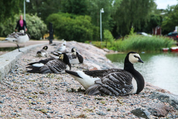 The canadian goose on the bank of the lake in Helsinki. It is calm and watching the surroundings. 
