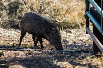Javelina drinking
