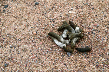 The canadian goose excrement lying on the beach in Helsinki. The polution of the sand and problem...