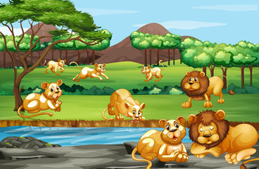 Obraz na płótnie Canvas Scene with many lions in the field