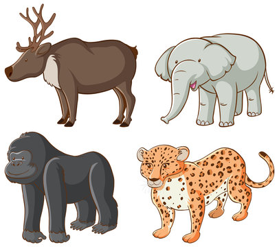 Isolated picture of different animals