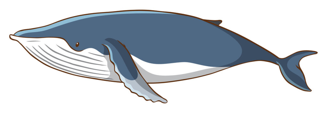 Whale on white background