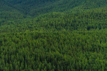 Background image of a mountain landscape. Russia, Siberia, Altai