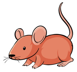 Cute rat on white background