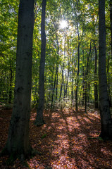 Obraz premium the beautiful forest