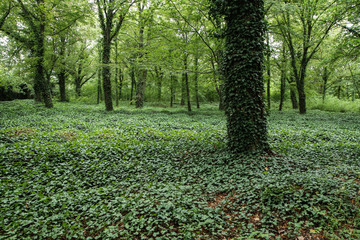 The pictire from the old abandoned cemetery without tombstones. Only small hills show, that there are graves under the overgrown ivy. 