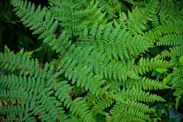 Fototapeta na wymiar Background image of green grass. The texture of fresh fern