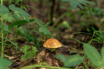 birch boletus (Leccidium scabrum) in the forest after the rain