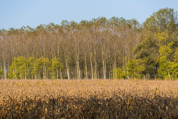 The natural park of river Sile