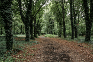 The pictire from the old abandoned cemetery without tombstones. Only small hills show, that there are graves under the overgrown ivy. 