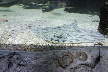 wish and stone in water