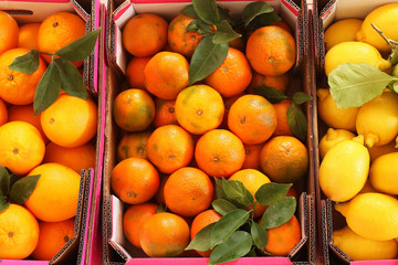 Various citrus fruits in box - lemons, tangerines, oranges with leaves