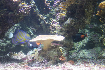 fish in aquarium