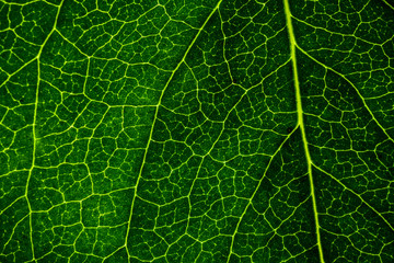 Background image of a leaf of a tree close up. A green leaf of a tree is a big magnification. Macro shooting.