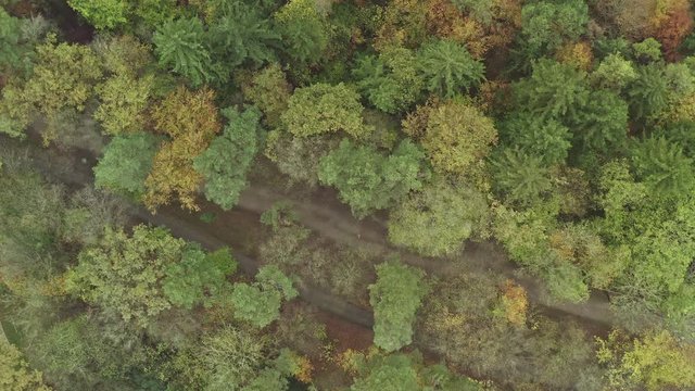Jogger in einem herbstlichen Waldst&uuml;ck von oben mit einer Drohne aufgenommen