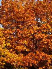Oak tree - autumn colors - orange leaves