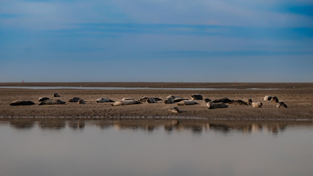 Colonie de phoques en Baie de Somme - Novembre 2019