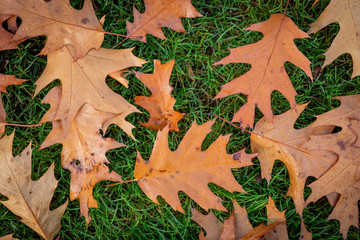 Fall Leaves on the ground in the fall/autumn, on the ground, dry leaves. Leaf from tree.