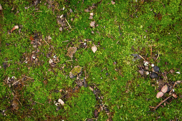 Moss background, texture, mossy area, fungus backdrop