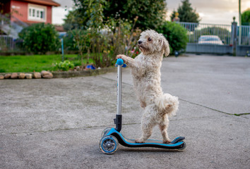Small white dog driving a scooter © Ivan Castro