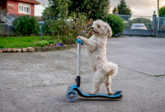 Small White Dog Driving A Scooter