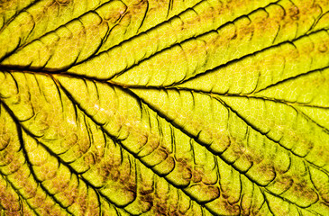 Obraz premium Background image of a leaf of a tree close up. A green leaf of a tree is a big magnification. Macro shooting.