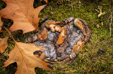 Fall Leaves on the ground in the fall/autumn, on the ground, dry leaves. Leaf from tree.