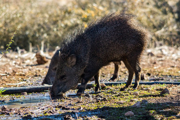Javelina drinking