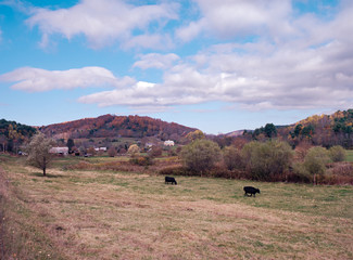 Obraz premium Two Cows Graze Amid an Open Farm Landscape