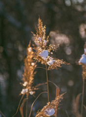 Winter landscape and nature