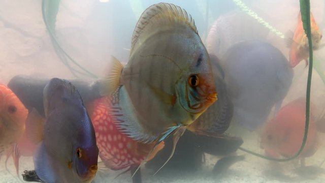 Diskus Fische in ihrer vollen Pracht an Farbe im Aquarium