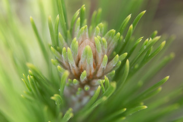 Naklejka na ściany i meble closeup of a pine